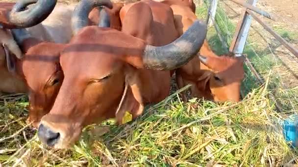 Belas Vacas Indianas Estão Comendo Grama Verde Ahmedabad Gujarat Índia — Vídeo de Stock