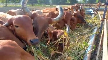 Güzel Hint inekleri ahmedabad, Gujarat, Hindistan 'da yeşil ot yiyorlar. 