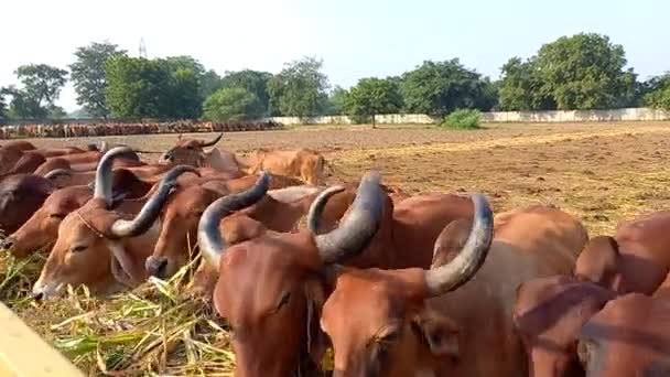 Beautiful Indian Cows Eating Green Grass Ahmedabad Gujarat India — Stock Video