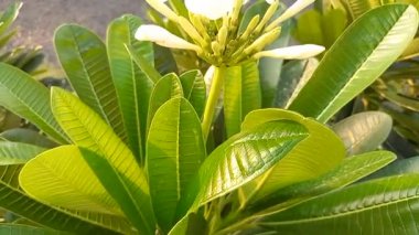 Bitki adı Champa, Frangipani 