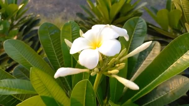 Plant Name Champa Frangipani — Stock Video