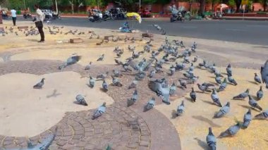 Güvercinler Jaipur, Rajasthan, Hindistan 'da tahıl yiyorlar. 