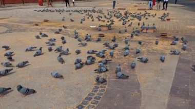 Güvercinler Jaipur, Rajasthan, Hindistan 'da tahıl yiyorlar. 