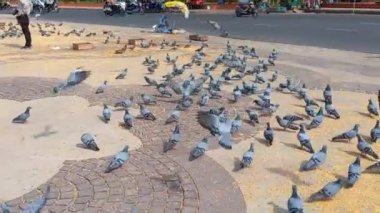Güvercinler Jaipur, Rajasthan, Hindistan 'da tahıl yiyorlar. 