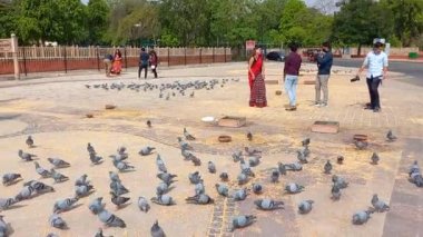 Güvercinler Jaipur, Rajasthan, Hindistan 'da tahıl yiyorlar. 
