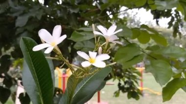 Bitki adı Champa, Frangipani 