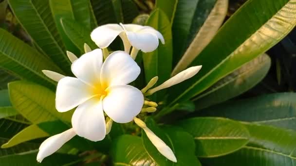 Plant Name Champa Frangipani — Stock Video