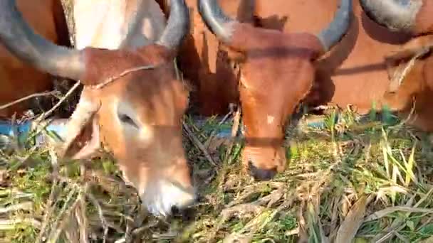 Schöne Indische Kühe Essen Nicht Ahmedabad Gujarat Indien — Stockvideo