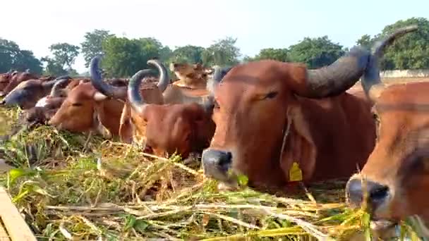 Beautiful Indian Cows Eatingno Ahmedabad Gujarat India — Stock Video