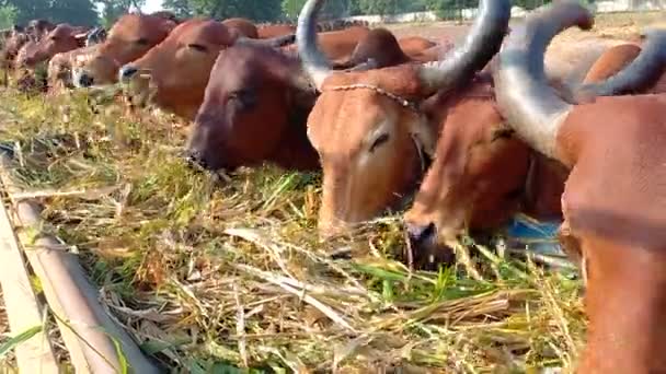 Krásné Indické Krávy Jedí Ahmedabadu Gudžarát Indie — Stock video