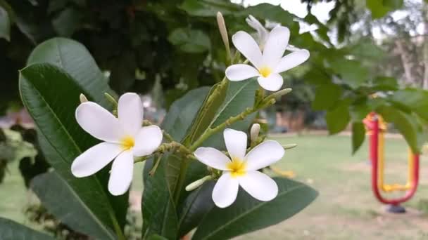 Naam Van Plant Champa Frangipani — Stockvideo