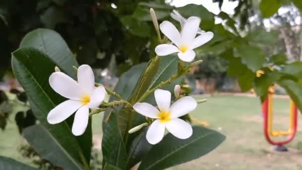 Nombre Planta Champa Frangipani — Vídeos de Stock