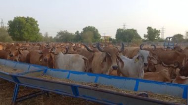 Güzel Hintli inekler ahmedabad 'da yeşil ot yiyorlar., 