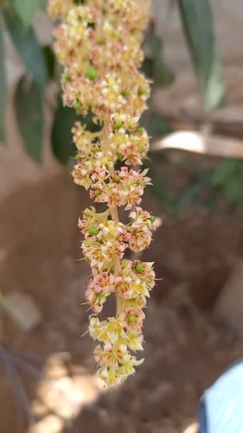 Nombre Planta Mango Aam — Vídeos de Stock