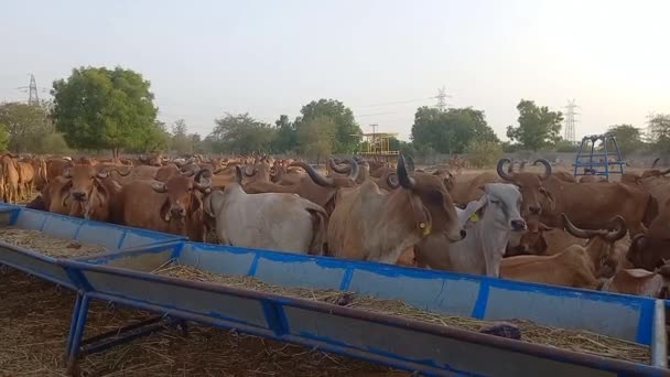 Beautiful Indické Krávy Jedí Zelenou Trávu Ahmedabadu — Stock video