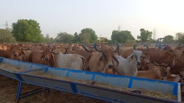 Hermosas Vacas Indias Están Comiendo Hierba Verde Ahmedabad — Vídeo de stock