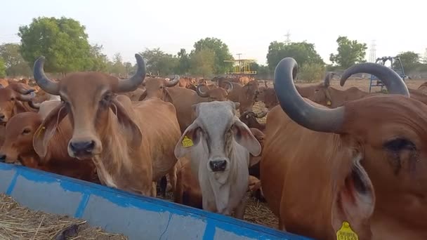 Beautiful Indian Cows Eating Green Grass Ahmedabad — Stock Video
