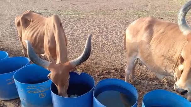 Beautiful Indian Cows Eating Green Grass Ahmedabad — Stock Video