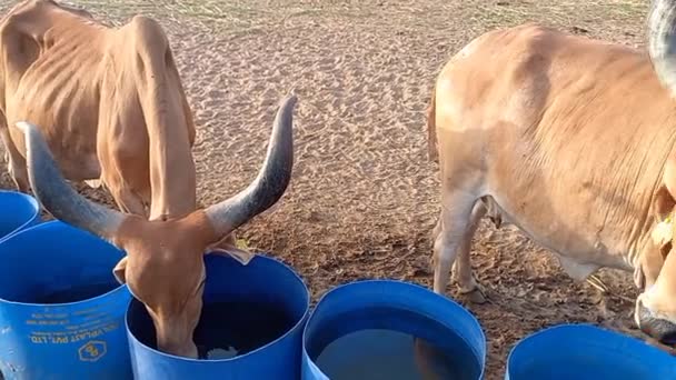 Beautiful Indian Cows Eating Green Grass Ahmedabad — Stock Video