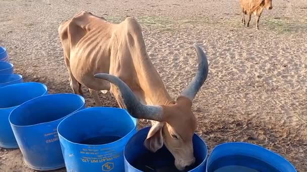 Beautiful Indian Cows Eating Green Grass Ahmedabad — Stock Video