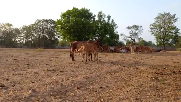 Prachtige Indiase Koeien Eten Groen Gras Ahmedabad — Stockvideo