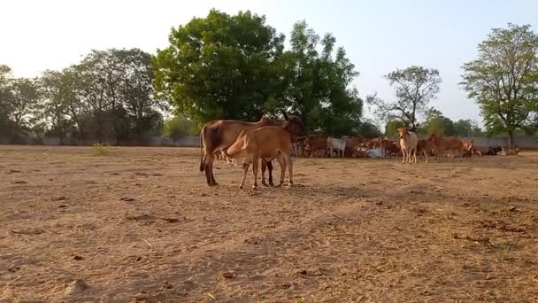Beautiful Indické Krávy Jedí Zelenou Trávu Ahmedabadu — Stock video