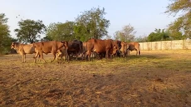 Schöne Indische Kühe Fressen Grünes Gras Ahmedabad — Stockvideo