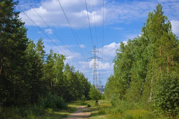 电线矗立在一片绿林中间 — 图库照片