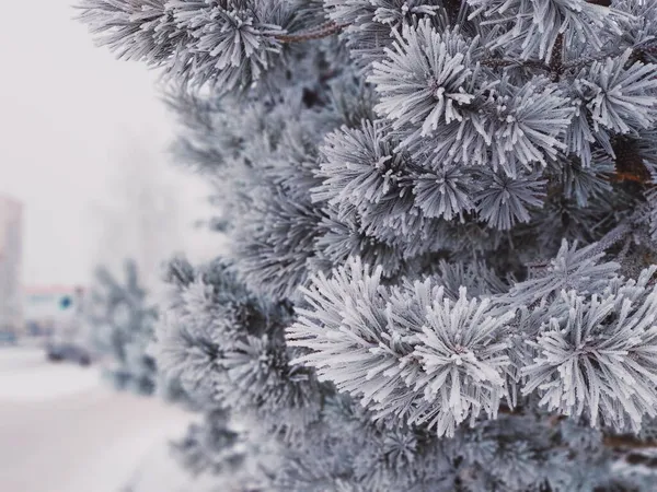 冬の針葉樹の枝の霜 — ストック写真