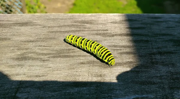 Una Oruga Colores Brillantes Arrastra Sombra Sobre Textura Una Tabla —  Fotos de Stock