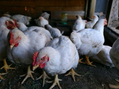 Çiftlikte kızarmış tavuk ve kırmızı deniz tarağı manzarası.