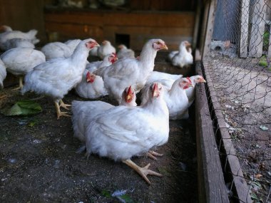 İki tavuk oturur ve kameraya bakar. Diğer tavuklar ağdan sokağa bakıyor.