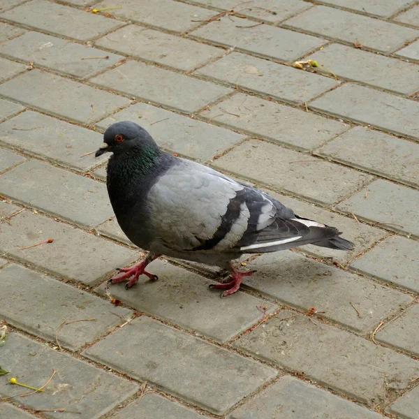 Pigeon Walking Paving Stones Shadow Dove Close — Stock Photo, Image