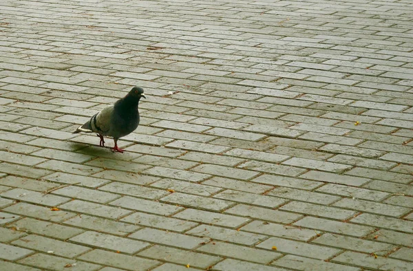 Pigeon Walking Paving Stones Shadow Dove Close — Stock Photo, Image