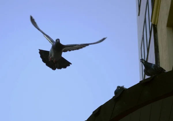 Pigeon Vole Dans Les Airs Contre Ciel Bleu Deux Autres — Photo