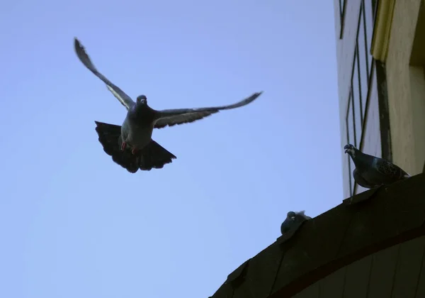 One Pigeon Flies Air Blue Sky Two Other Pigeons Sitting — Stock Photo, Image