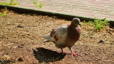 Şehir güvercini güneşin ışığında yerde duruyor.