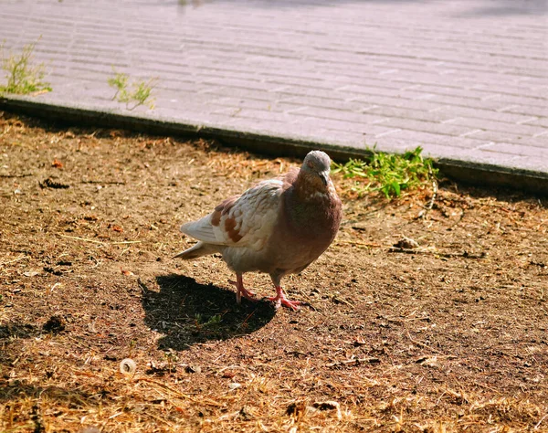 Close Duif Met Gesloten Ogen Hij Loopt Grond Werpt Een — Stockfoto