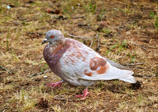 芝生とコーンの間の地面に近い鳩の散歩 — ストック写真