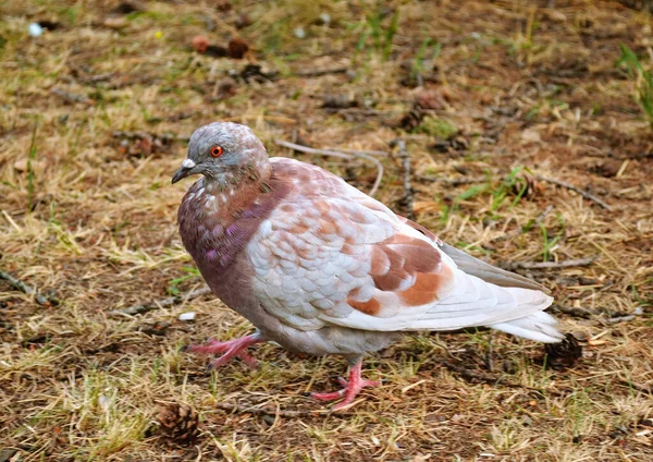 Close Duif Wandelingen Grond Tussen Het Gras Kegels — Stockfoto