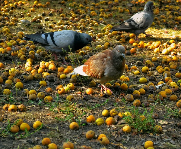 Duiven Lopen Grond Tussen Gevallen Rotte Gele Appels Groen Gras — Stockfoto