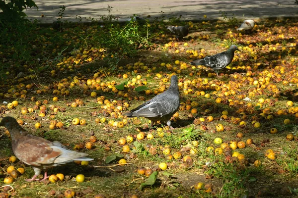 Duiven Lopen Grond Tussen Gevallen Rotte Gele Appels Groen Gras — Stockfoto