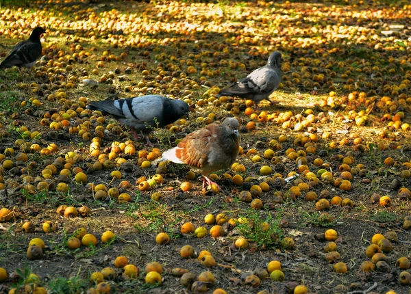 타락하고 사과와 비둘기들 사이를 비둘기 — 스톡 사진