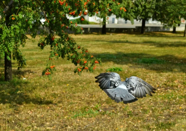 Dove Flies Away Flutters Lawn — Zdjęcie stockowe