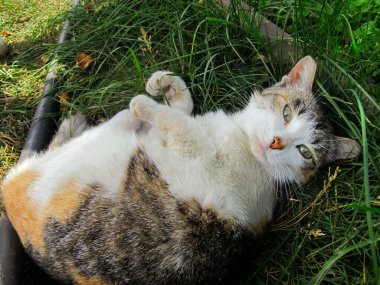 Sevimli çok renkli kedi yeşil çimlerin üzerinde yatıyor.