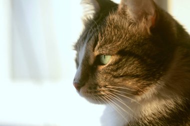 Evcil kedi sakince parlak beyaz bir arka planda mesafeye bakar. Gün ışığı kedinin üzerine düşüyor.
