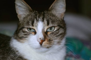 Sakin ve sakin benekli kedi doğrudan kameraya bakıyor.