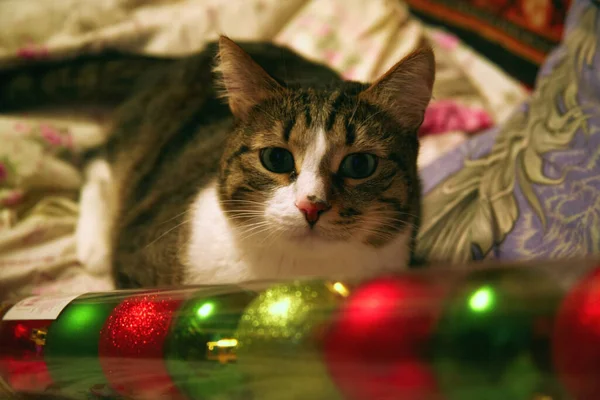 Gato Manchado Doméstico Encontra Cobertor Olha Para Decorações Natal Multicoloridas — Fotografia de Stock