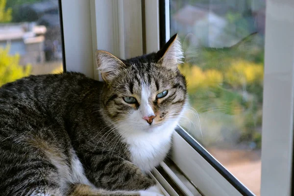 Hermoso Gato Doméstico Manchado Apoya Vidrio Yace Descansa Pacíficamente —  Fotos de Stock