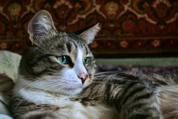 국내귀여운 점박이 고양이가 휴식을 취하고 오른쪽에 보인다 — 스톡 사진